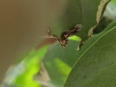 Tajuria cippus maxentius