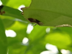 Tajuria cippus maxentius