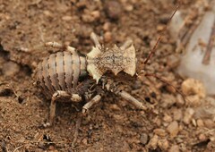Enyaliopsis transvaalensis