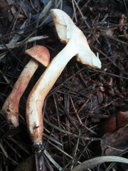 Tricholoma
