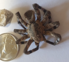 Eusparassus walckenaeri