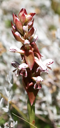 Image of Satyrium cristatum by (c) Tony Rebelo, some rights reserved (CC BY-SA)