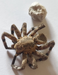 Eusparassus walckenaeri