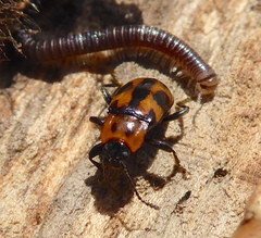 Ancylopus natalensis