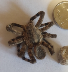 Eusparassus walckenaeri