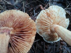 Tricholoma