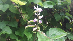 Lablab purpureus