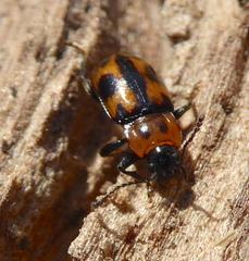 Ancylopus natalensis