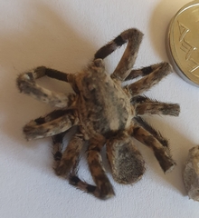Eusparassus walckenaeri