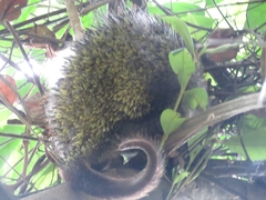Coendou speratus
