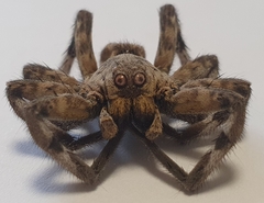 Eusparassus walckenaeri