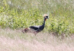 Balearica regulorum regulorum