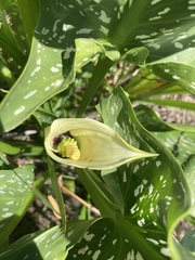 Zantedeschia albomaculata
