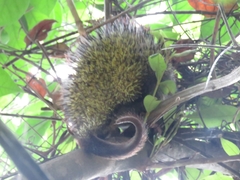 Coendou speratus