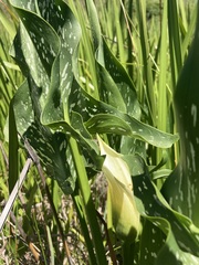 Zantedeschia albomaculata