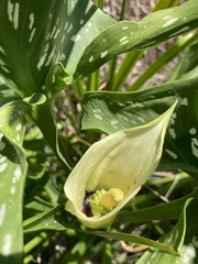 Zantedeschia albomaculata