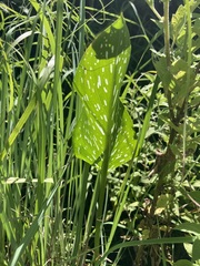Zantedeschia albomaculata