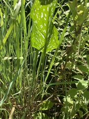 Zantedeschia albomaculata