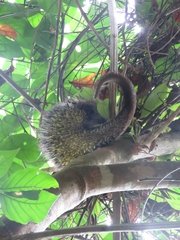 Coendou speratus