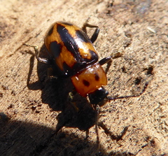 Ancylopus natalensis