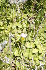 Oxalis obliquifolia