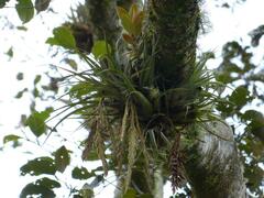 Tillandsia incurva