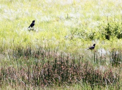 Corvus capensis capensis