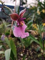 Caucaea