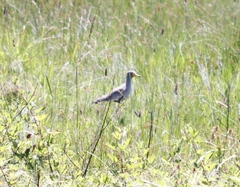 Vanellus senegallus lateralis