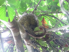 Coendou speratus