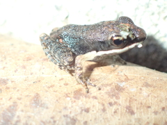 Sylvirana mortenseni