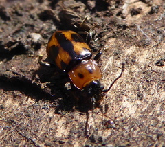 Ancylopus natalensis
