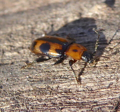 Ancylopus natalensis