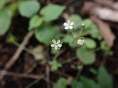 Androsace umbellata