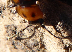 Ancylopus natalensis