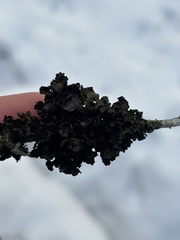 Tuckermanopsis americana