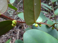 Phyllanthus guillauminii
