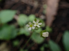Androsace umbellata