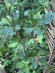 Terminalia tetraphylla