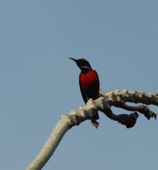 Leptocoma sperata