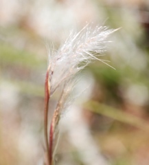 Andropogon eucomus