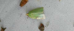 Tortrix viridana
