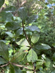 Terminalia tetraphylla