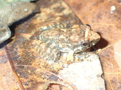 Limnonectes kohchangae