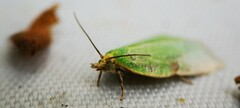 Tortrix viridana
