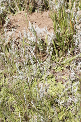 Andropogon eucomus