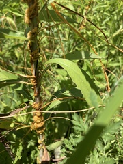 Cuscuta glomerata