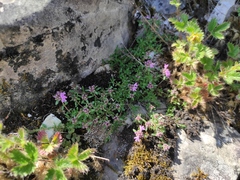 Potentilla asperrima