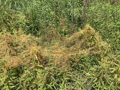 Cuscuta glomerata