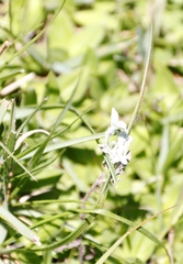 Tulbaghia leucantha